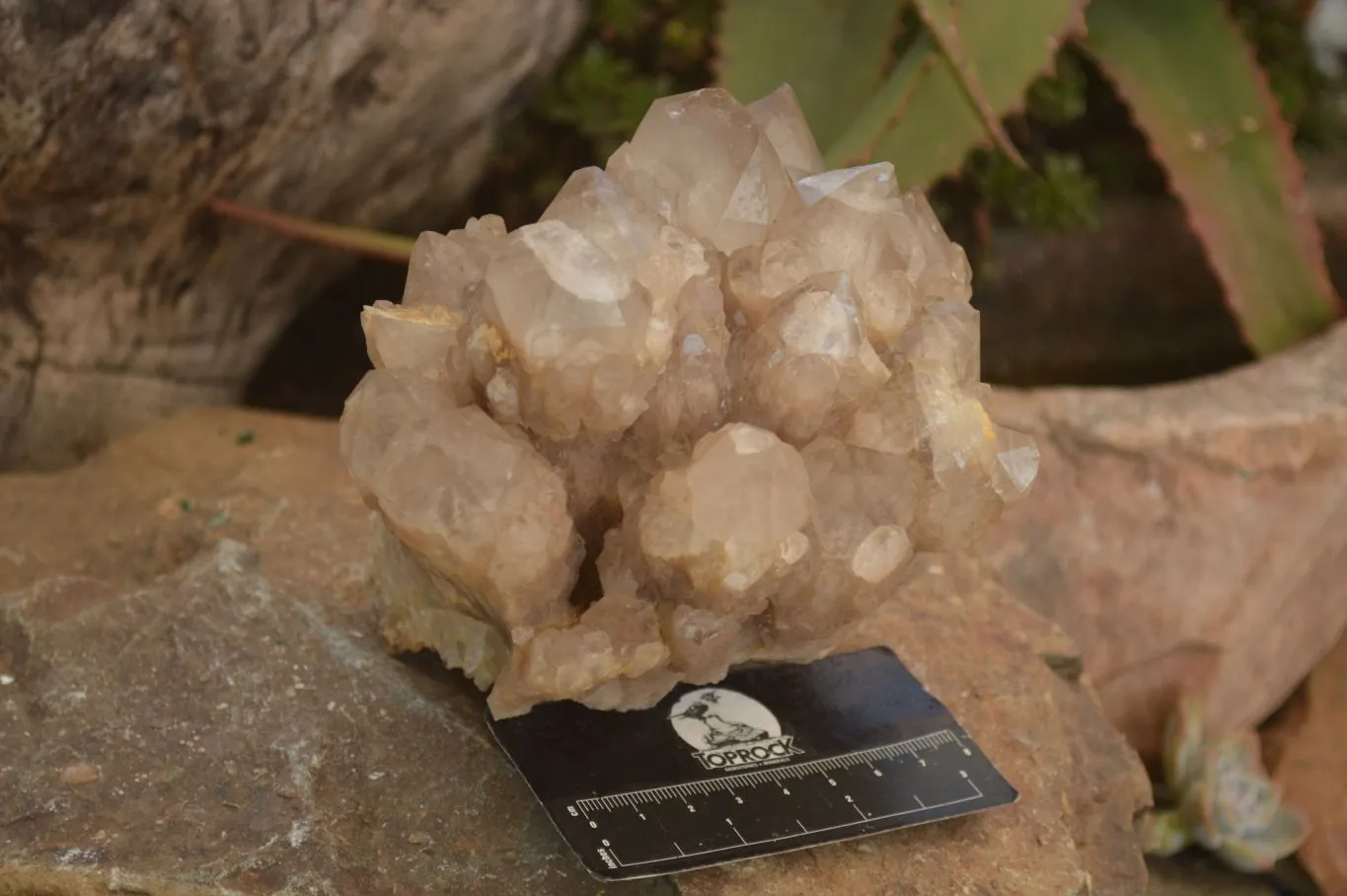 Natural Stunning Smokey Quartz Cluster x 1 From Luena, Congo